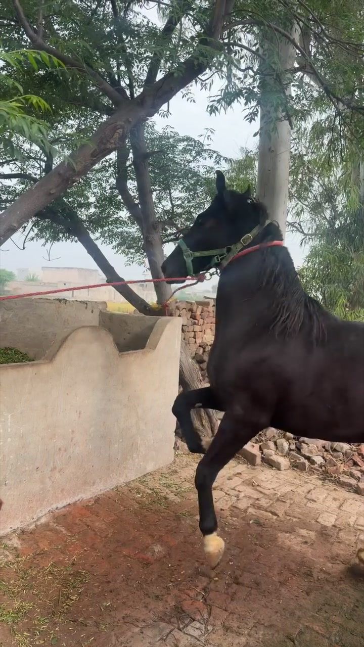 @Dullah Gujjar