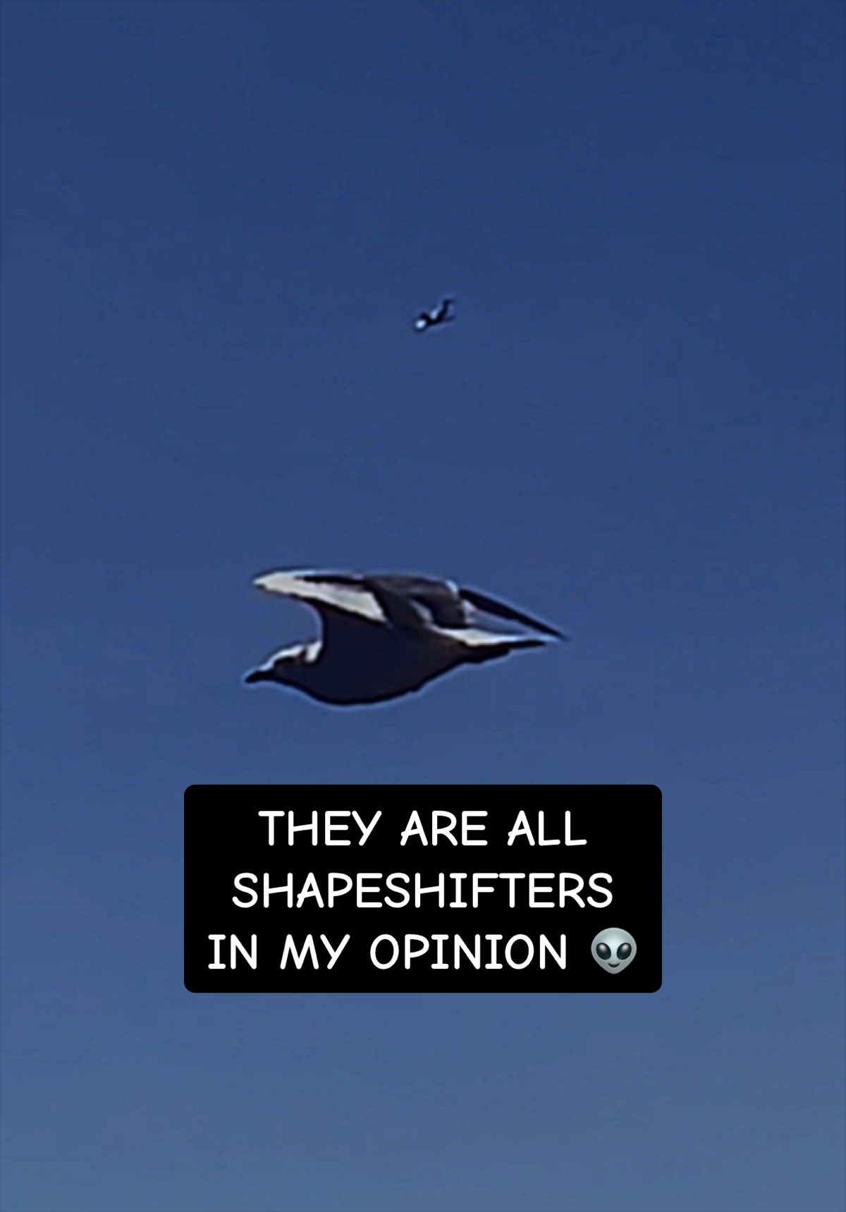 @Dolphineyes