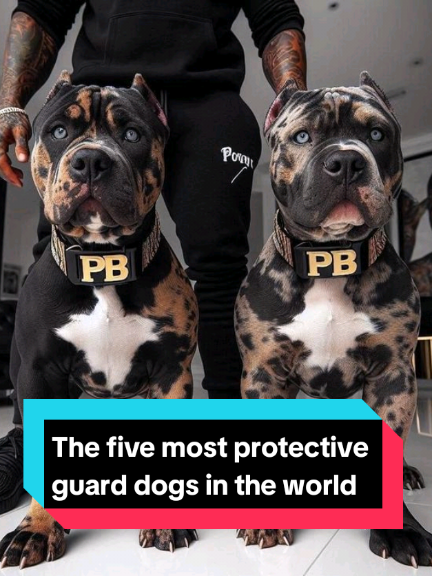 @The pet post
