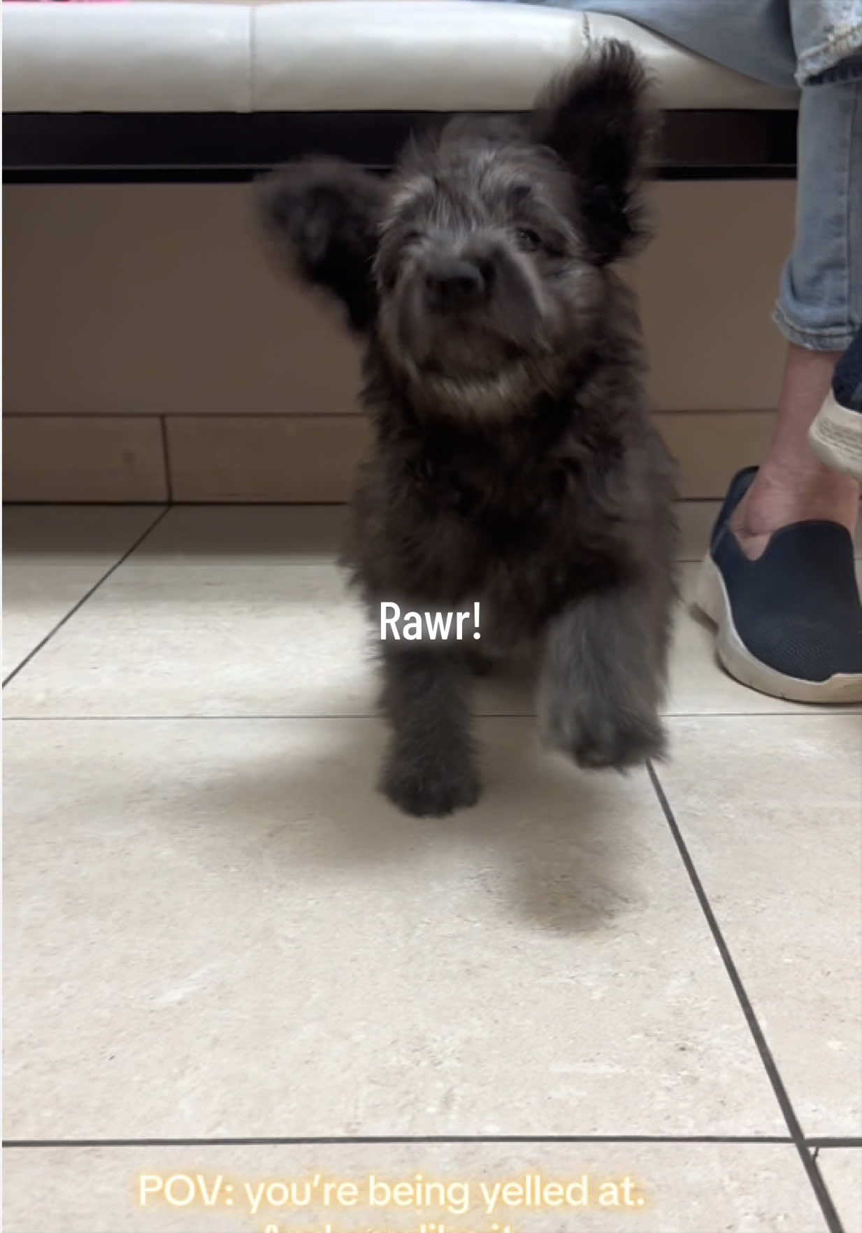 @drcaitlinveterinarian