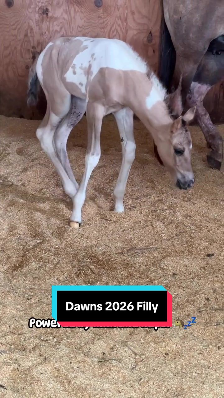 @ThePaintedAcresRanch