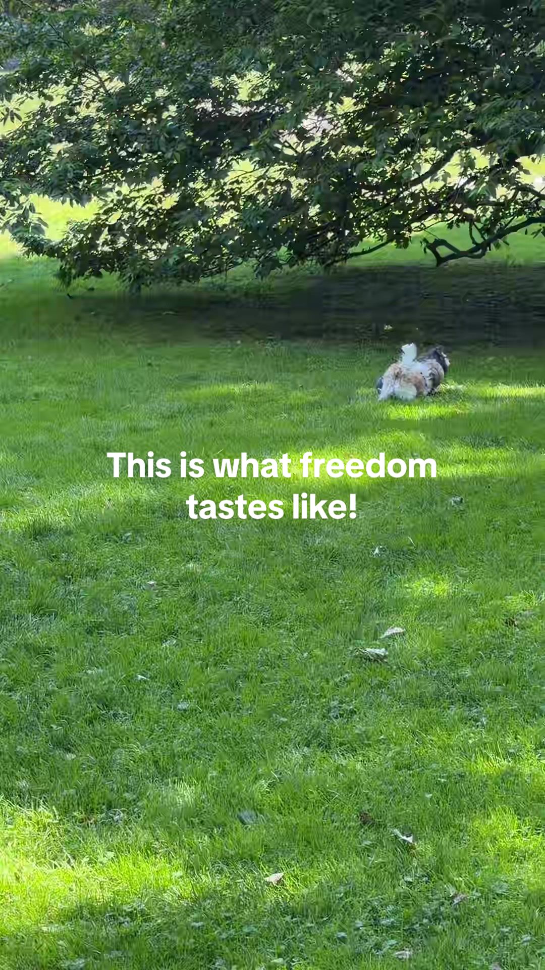 @luluandlola