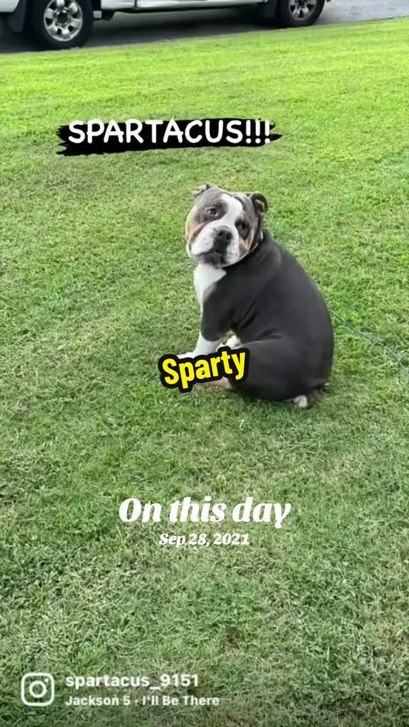 @Zora the bulldog