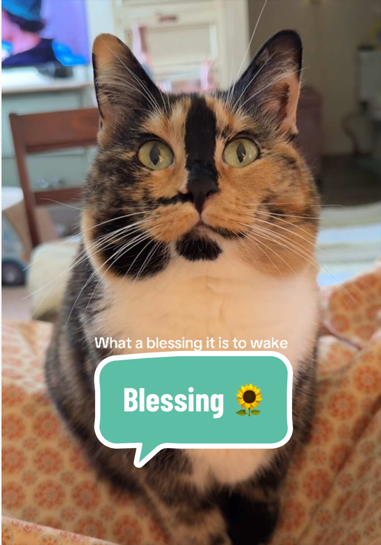 @SnickersTheSmilingCat