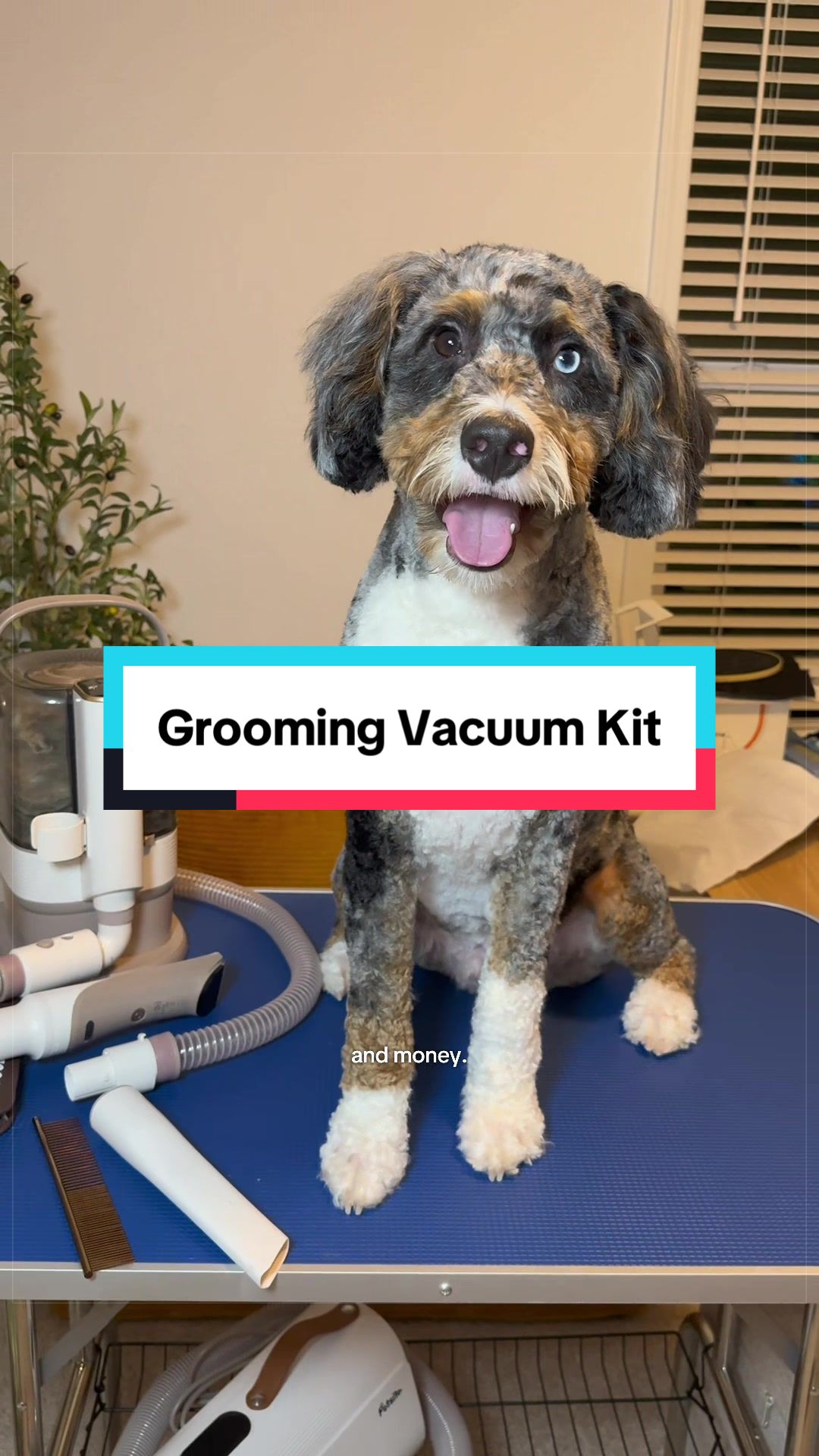 @Archie The Bernedoodle