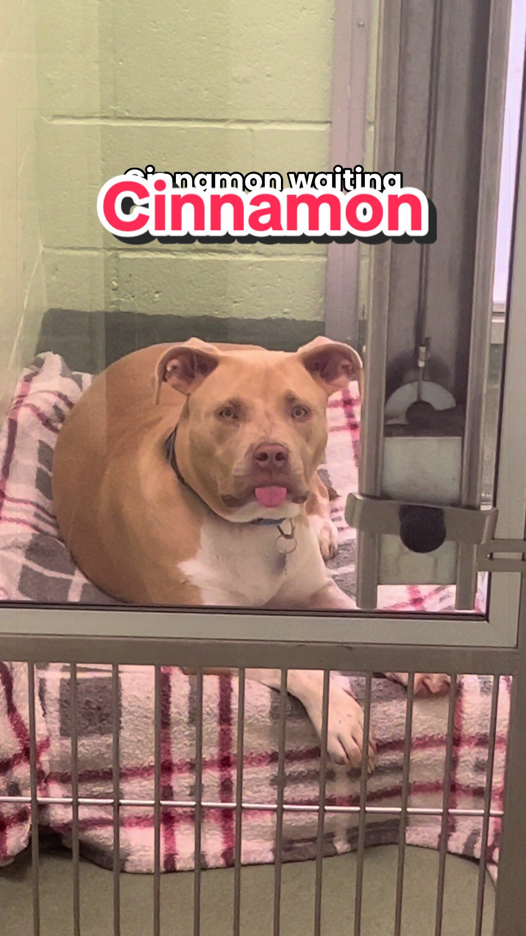 @Peggy Adams Animal Rescue