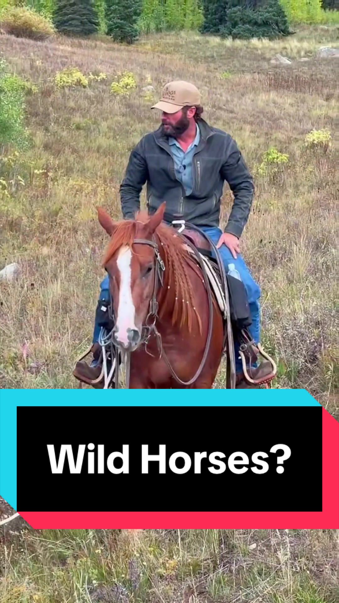 @WS Horses
