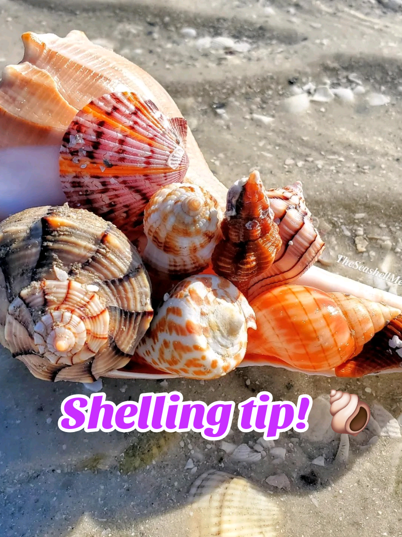 @The Seashell Mermaid ๐