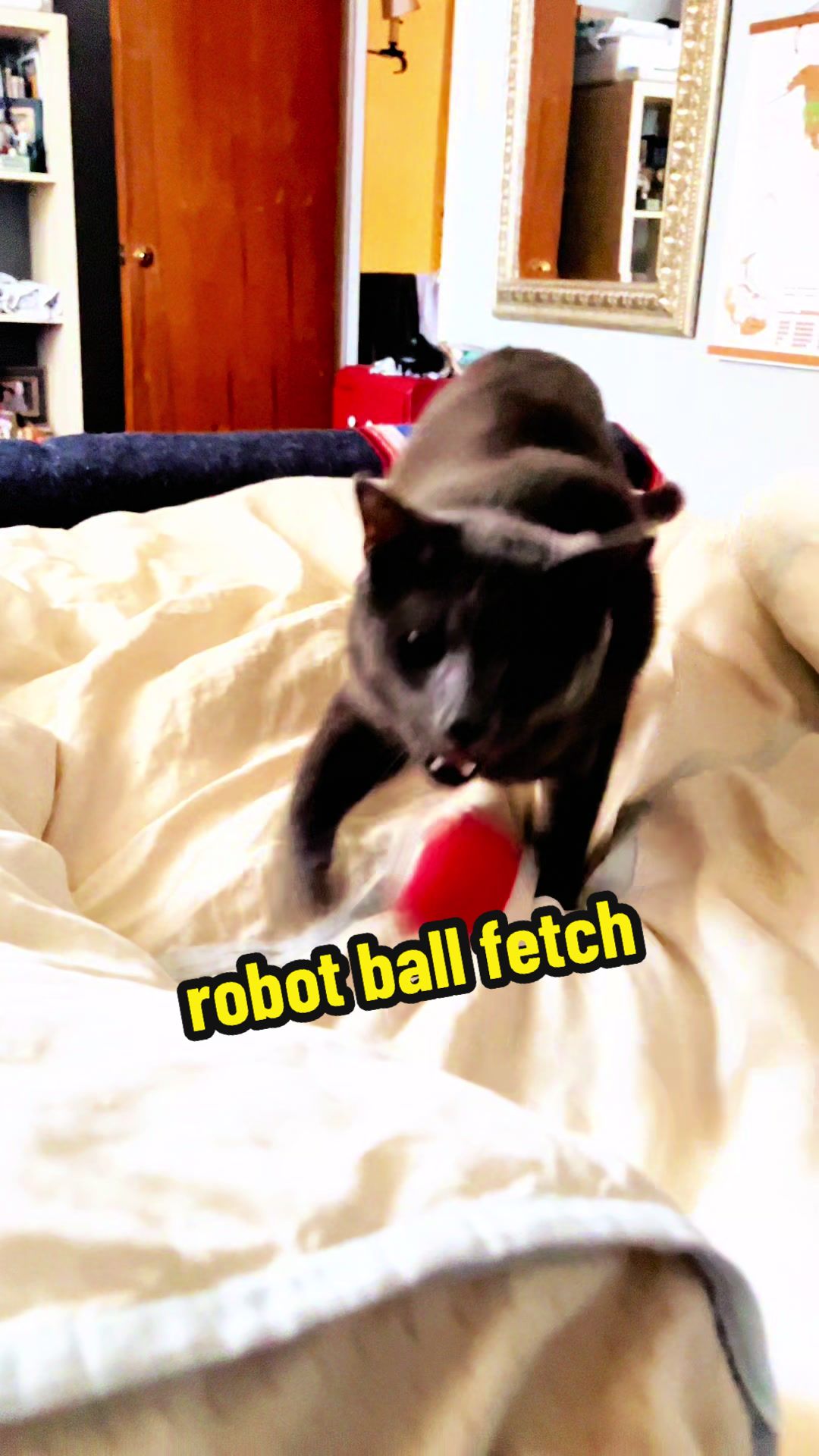 @NermalTCat