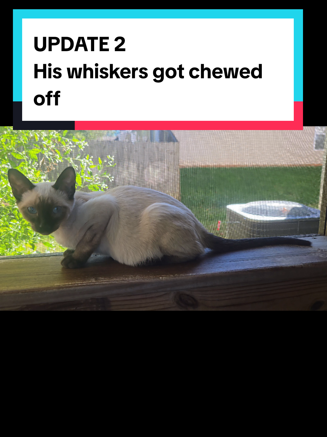 @Brittany's Beauties Kittens