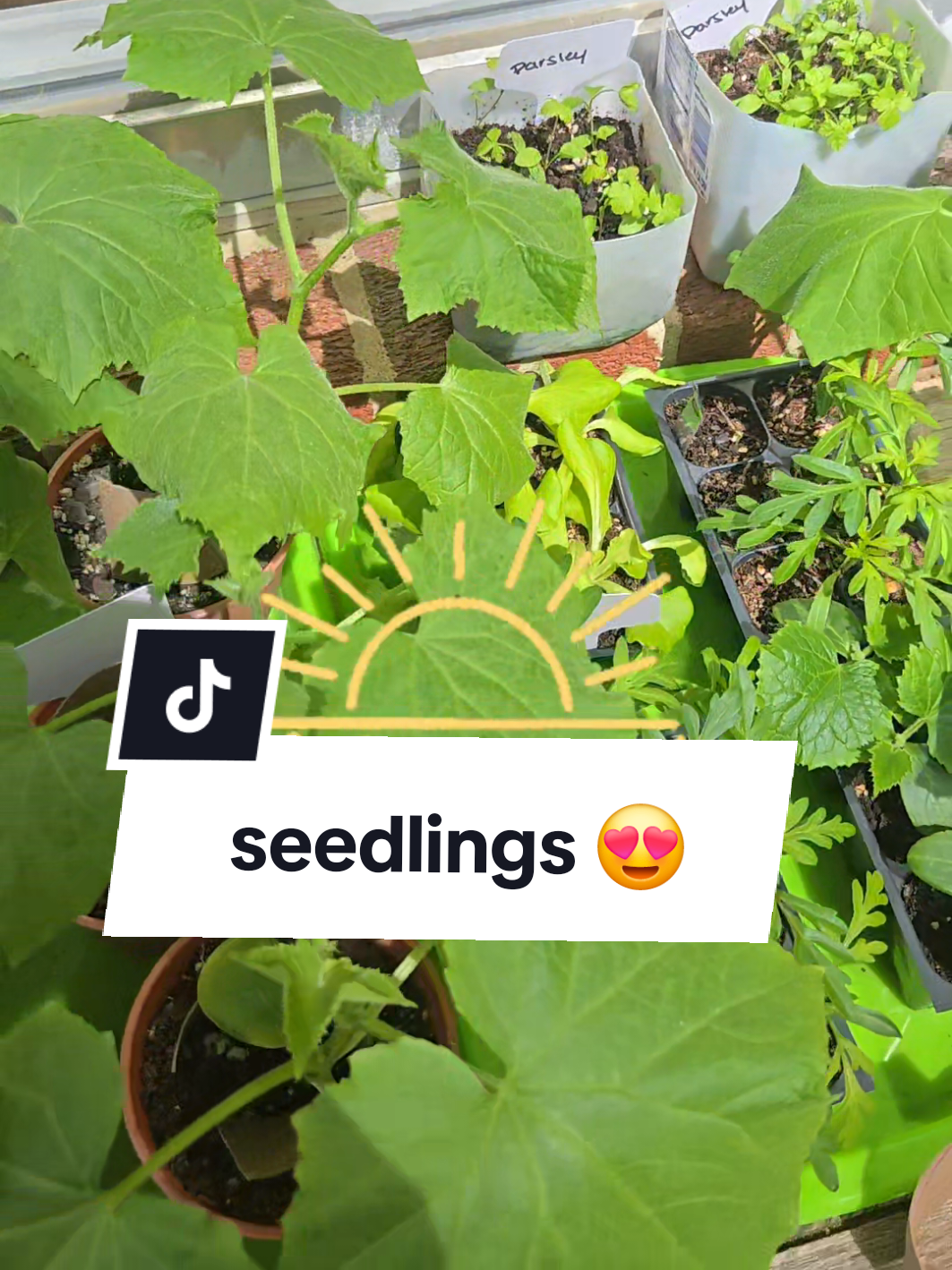 @Seed To Bloom