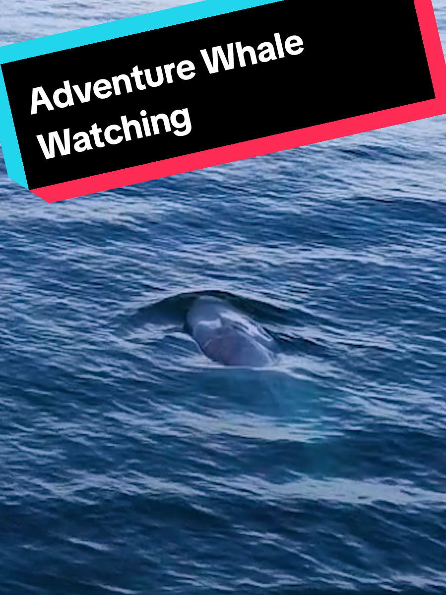 @Adventure Whale Watching