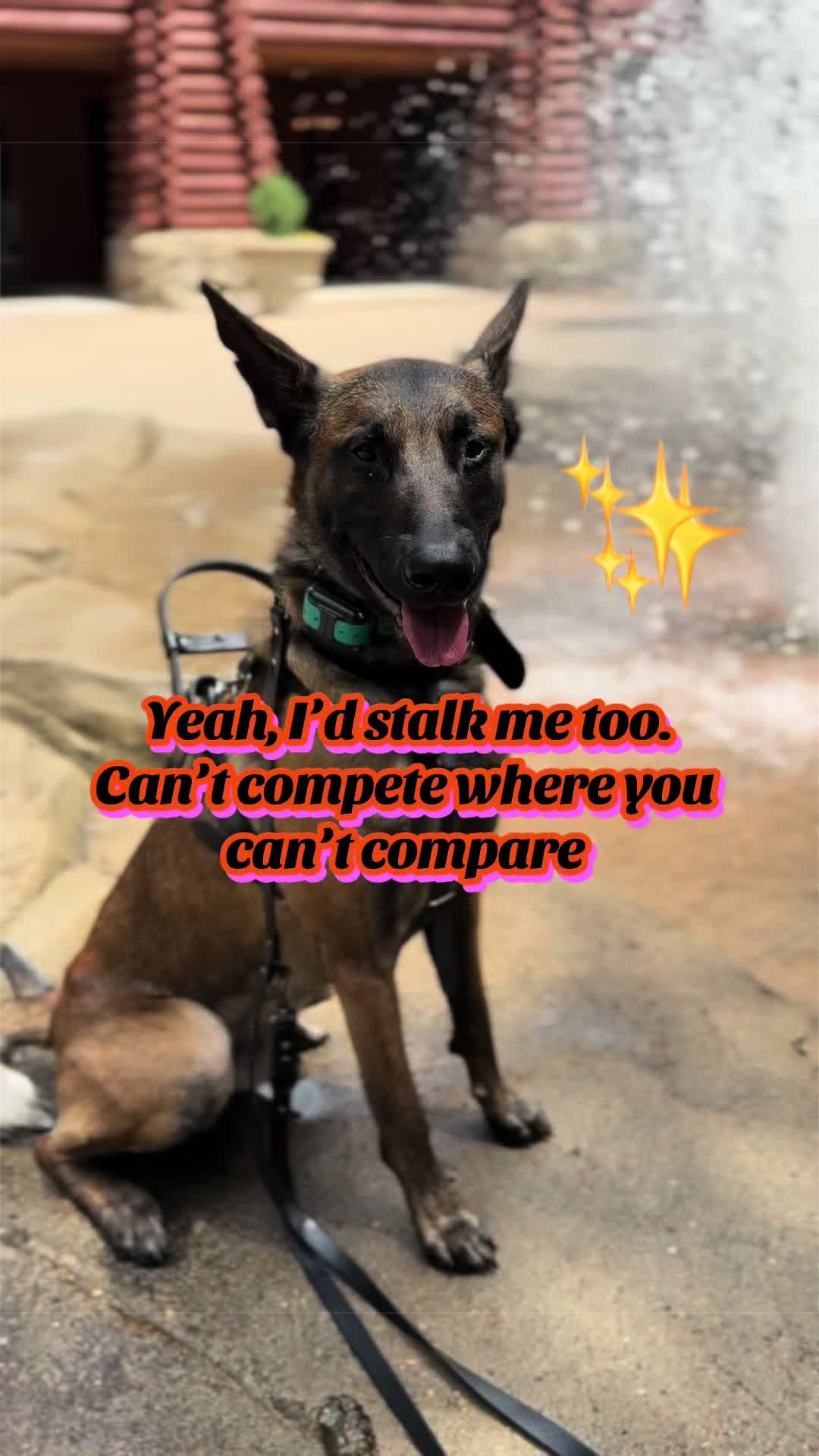 @CRZK9 Dog Training