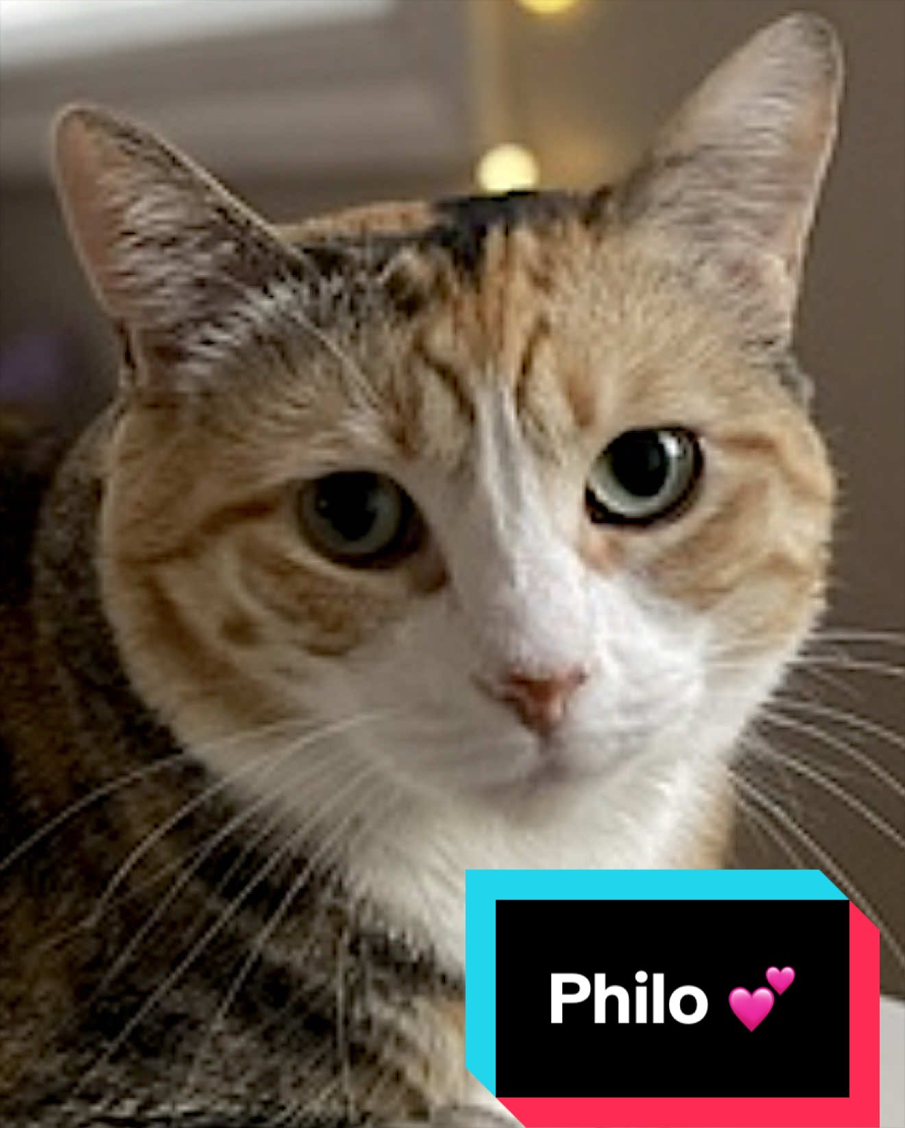 @Joyful Pets