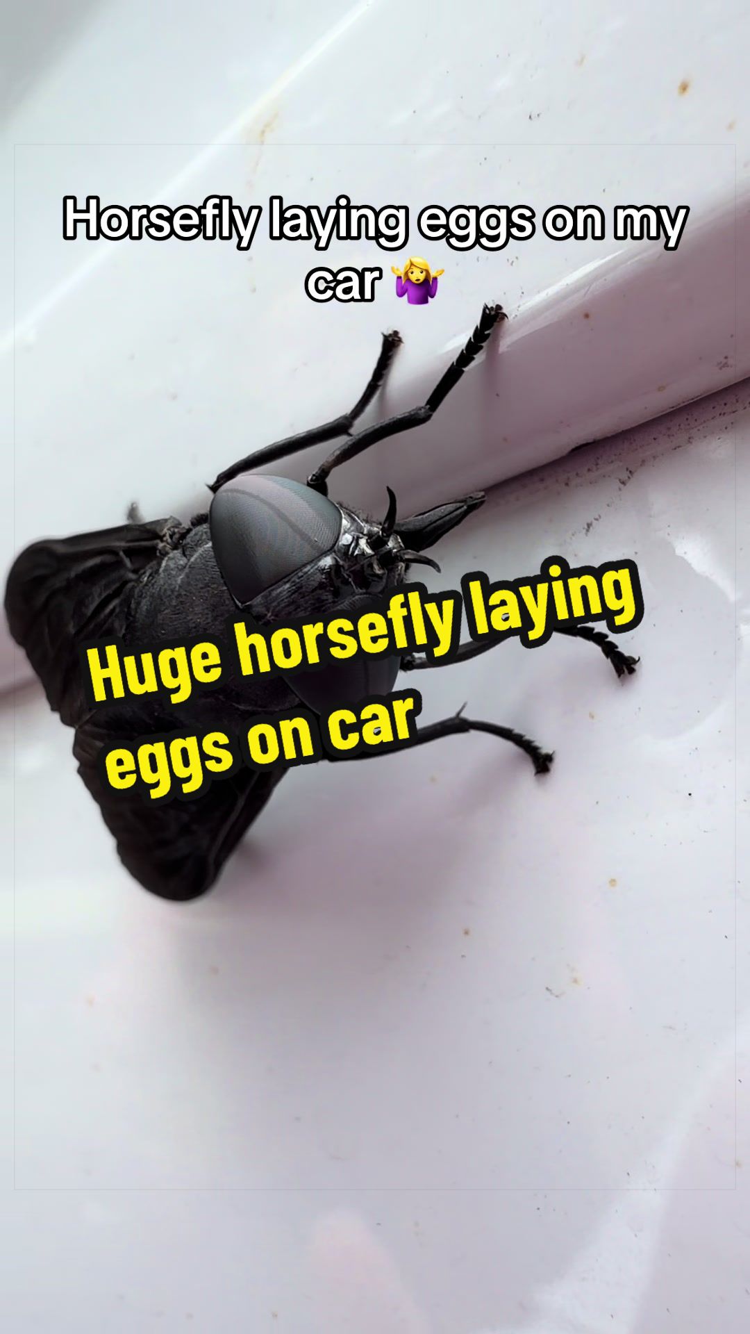 @thetinyjungle