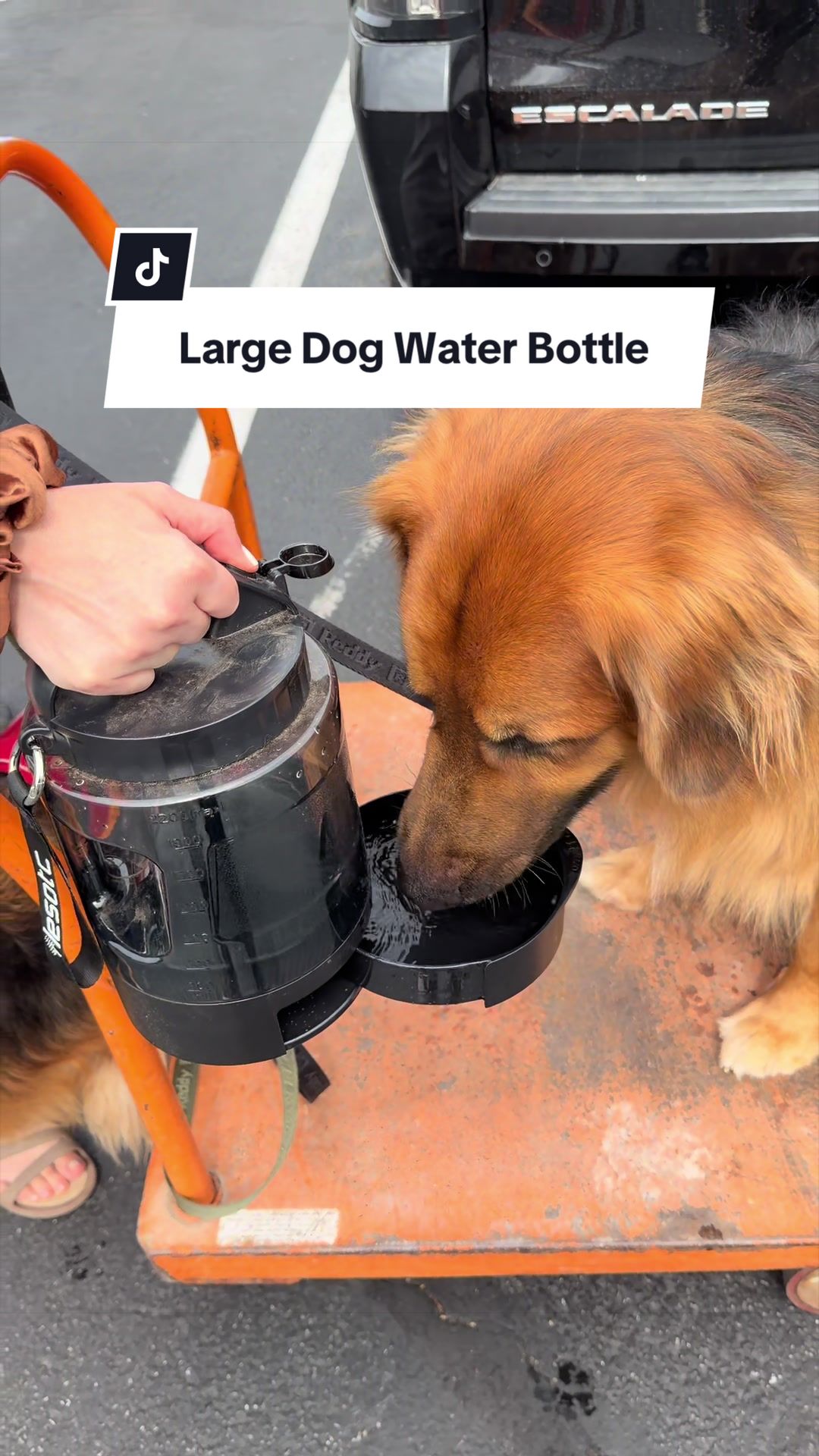 @lifewithgoldenshepherds