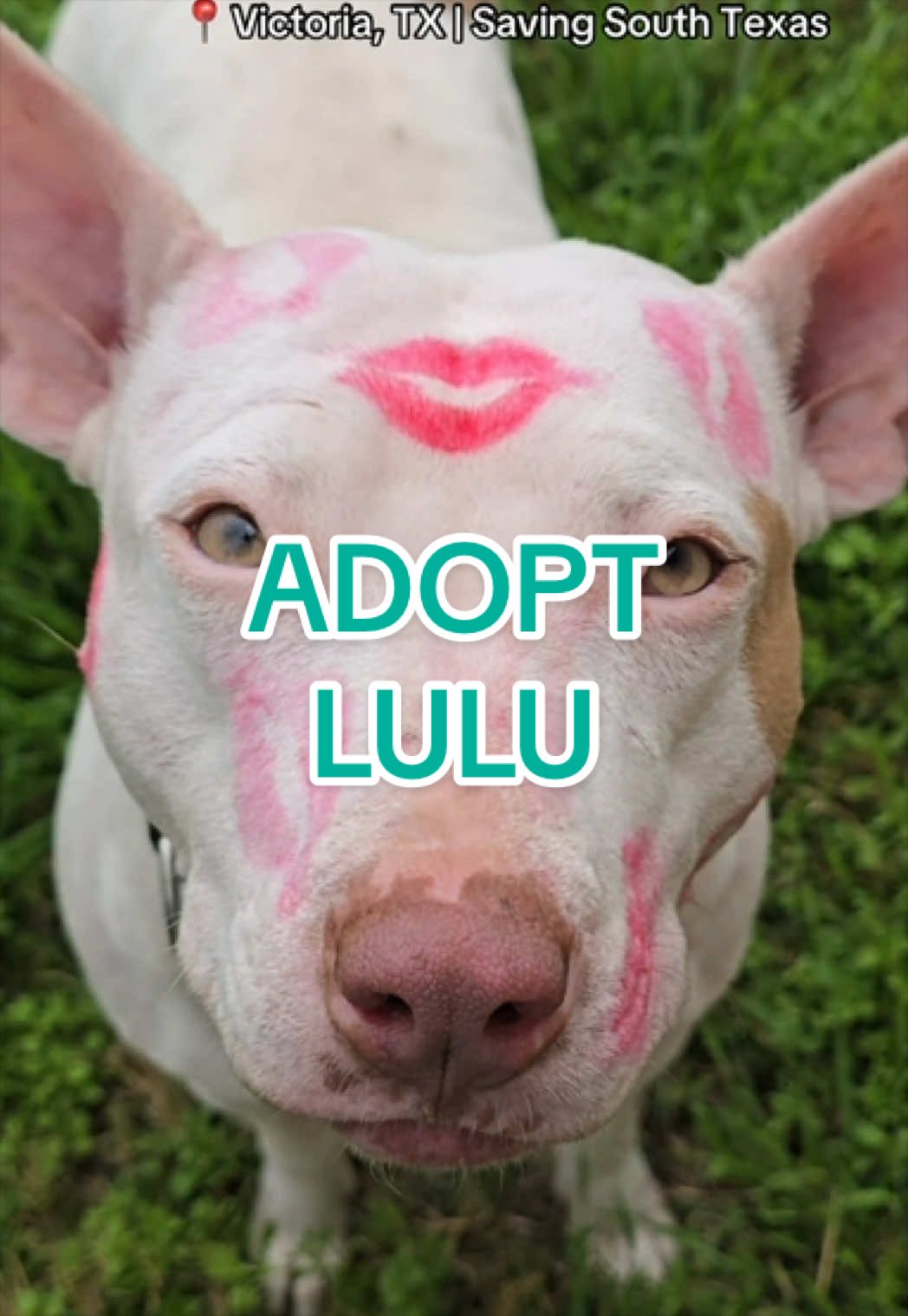 @Adopt a Pet