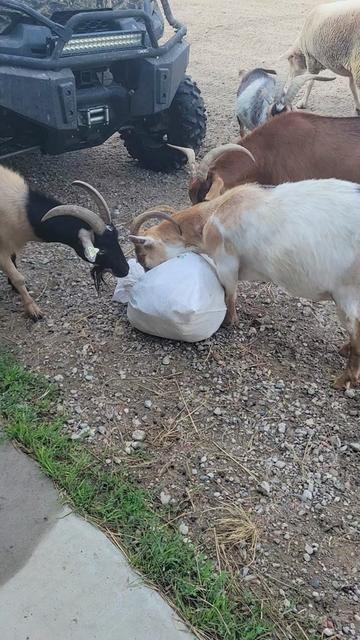 @Flint_❌ARRR Rescue Ranch
