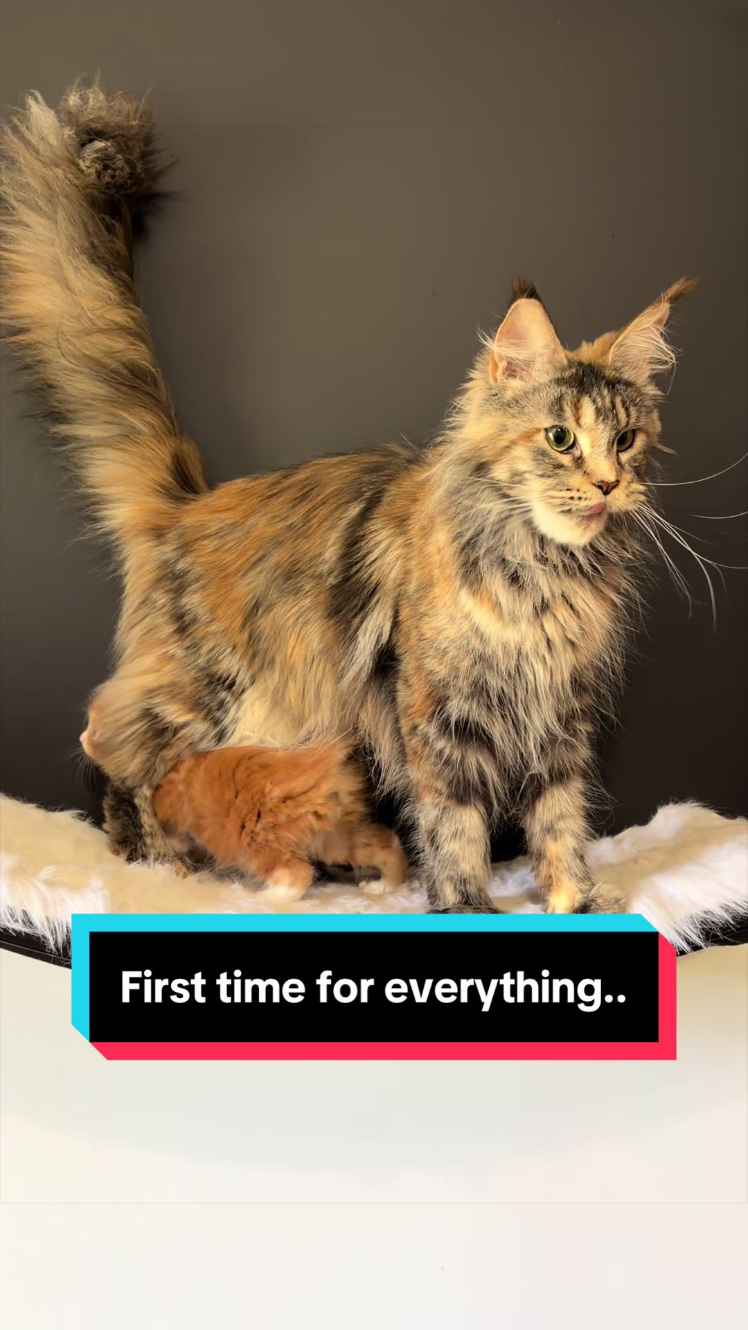 @Sassy Koonz Luxury MaineCoons