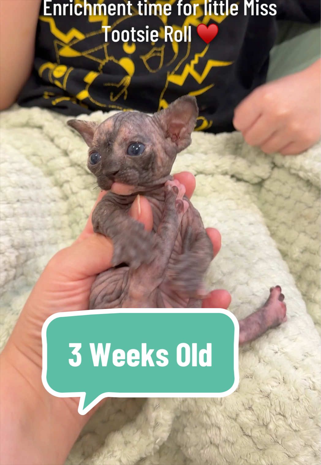 @Boba’s Buds Minskin Cats