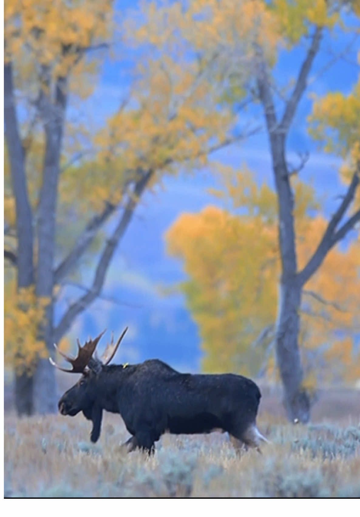 @Grand Teton Photo