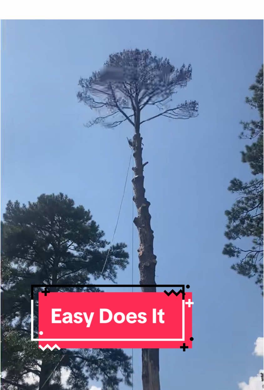 @The Tree Assassins