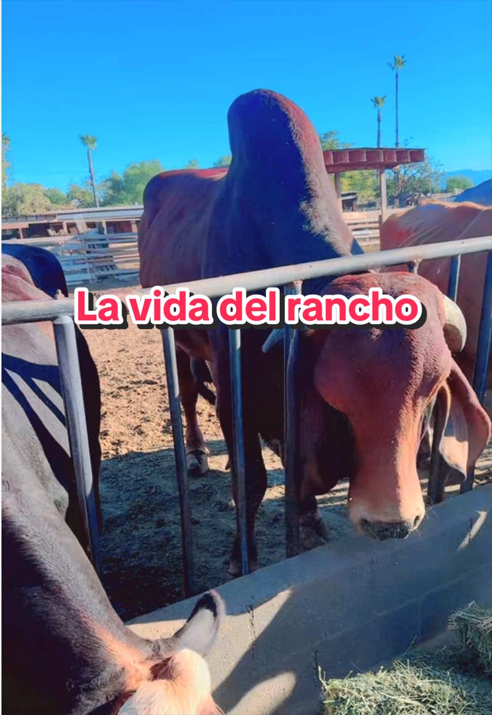 @Duquesa barragan