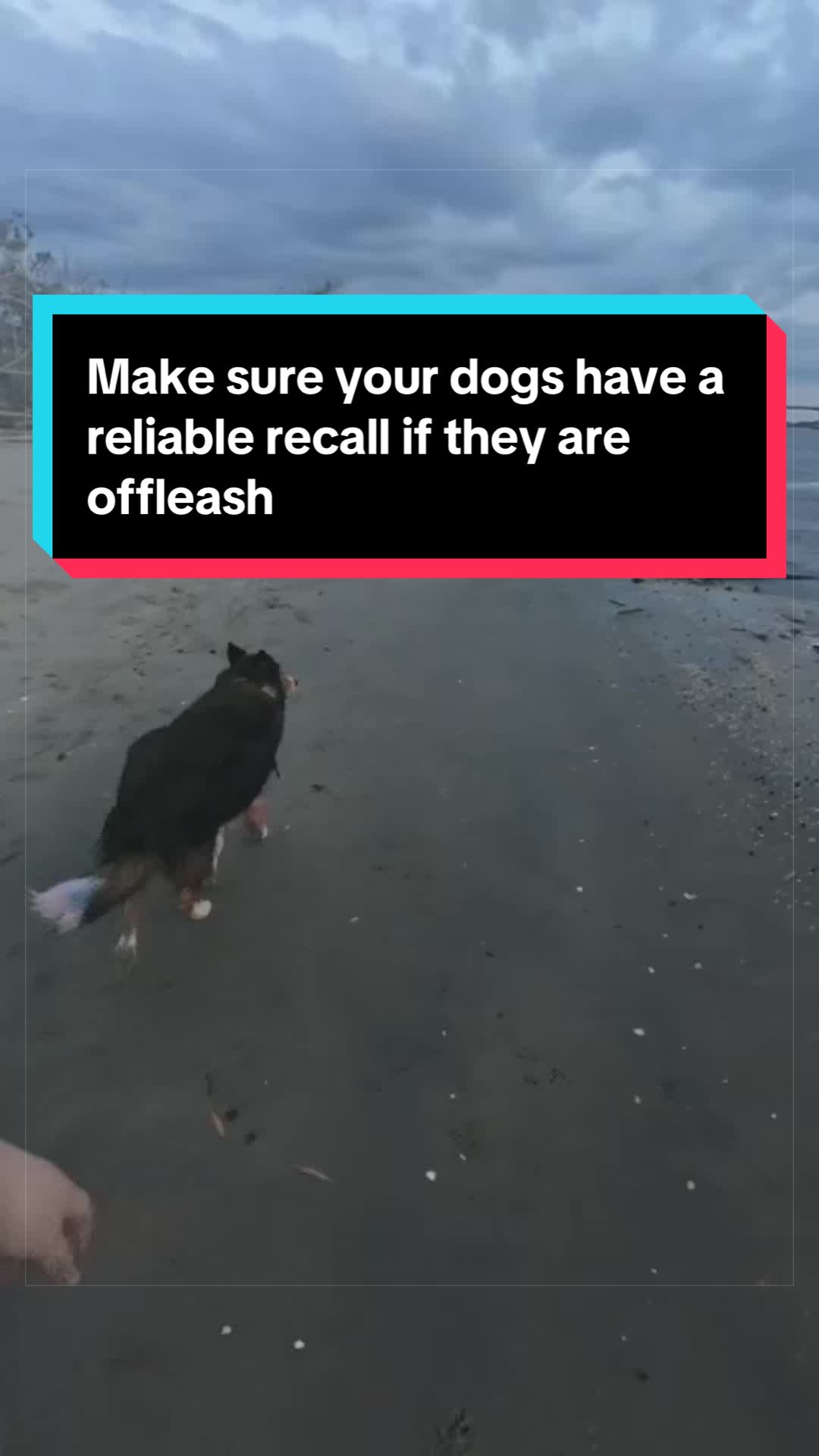 @Dakota & Pups