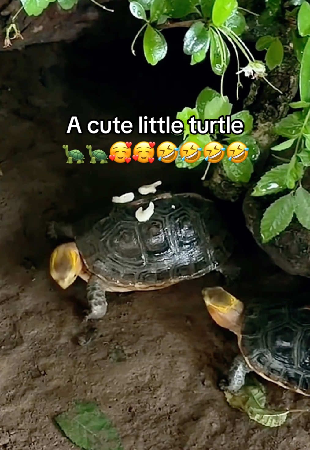 @Mr. Turtle