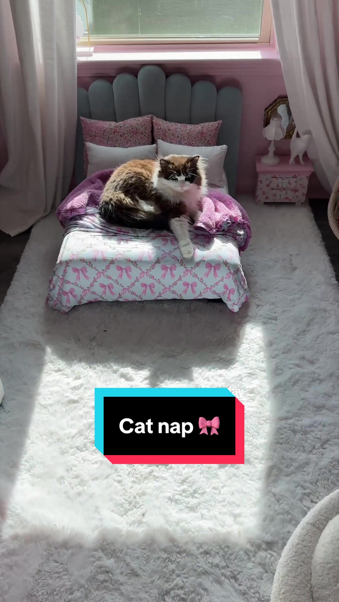 @Meredith Ragdoll Cat
