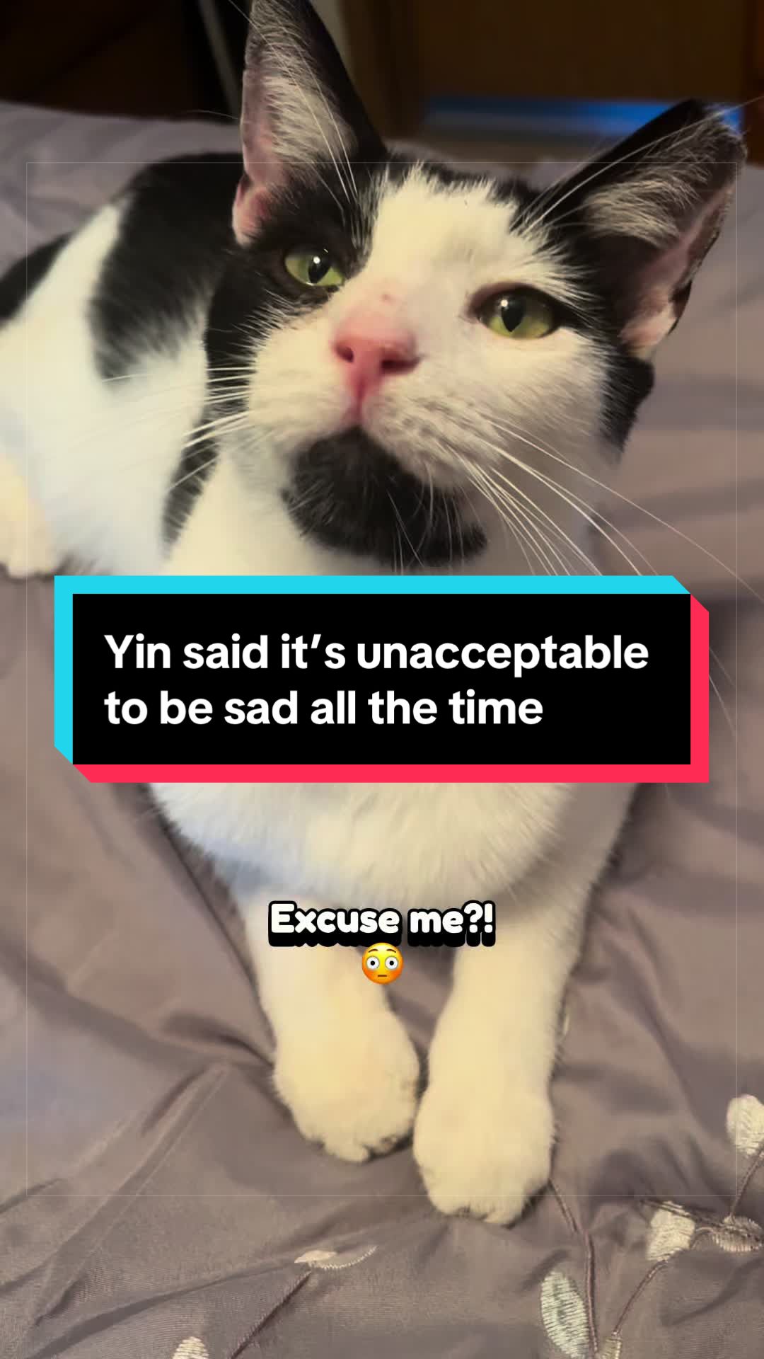 @catlover313official