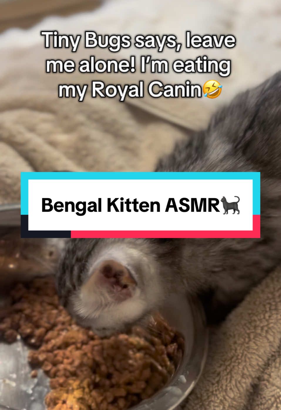 @wonderspotsbengals