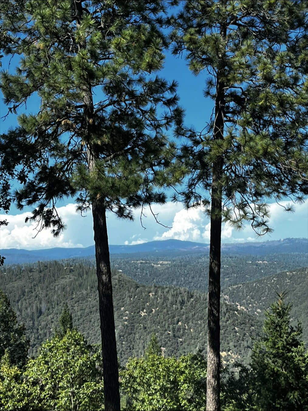@nic 💚 sierra foothills