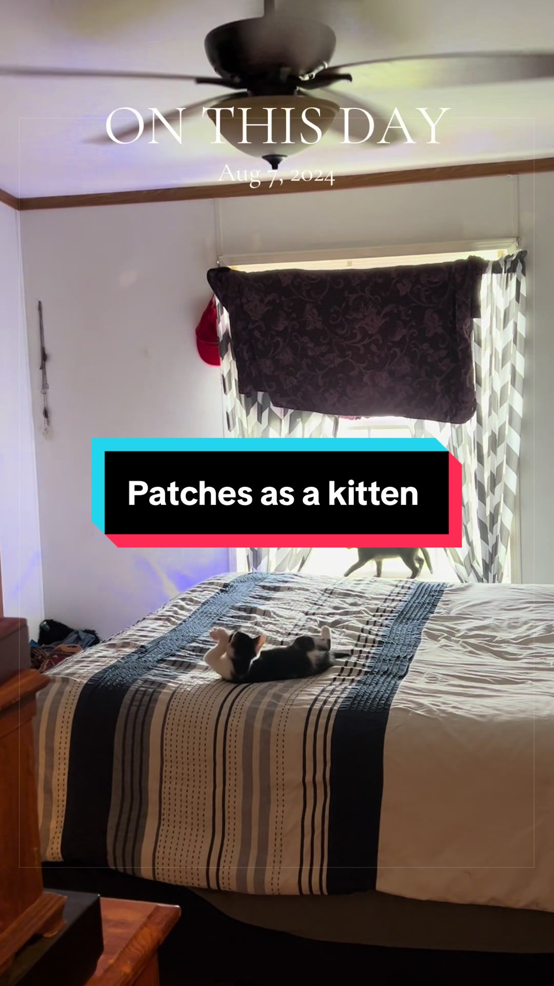 @catlover313official