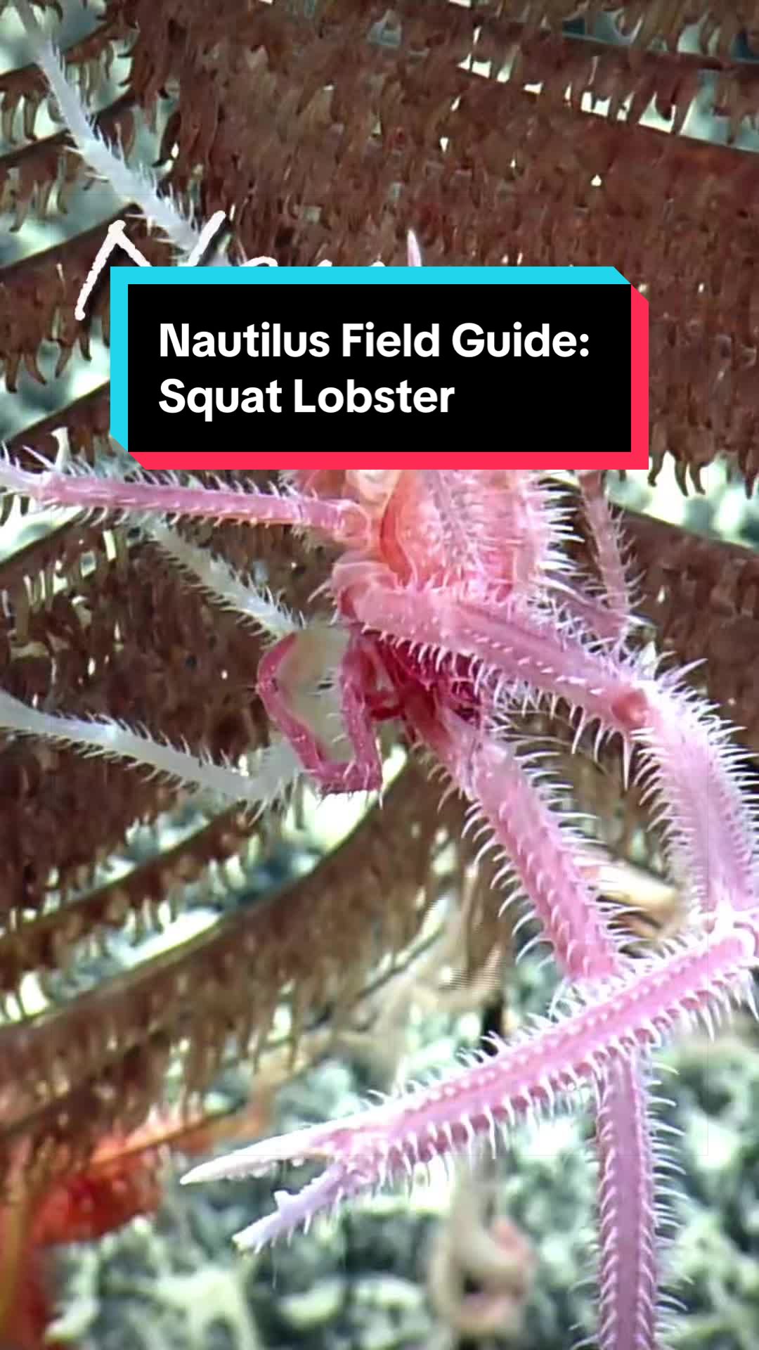 @Ocean Exploration Trust