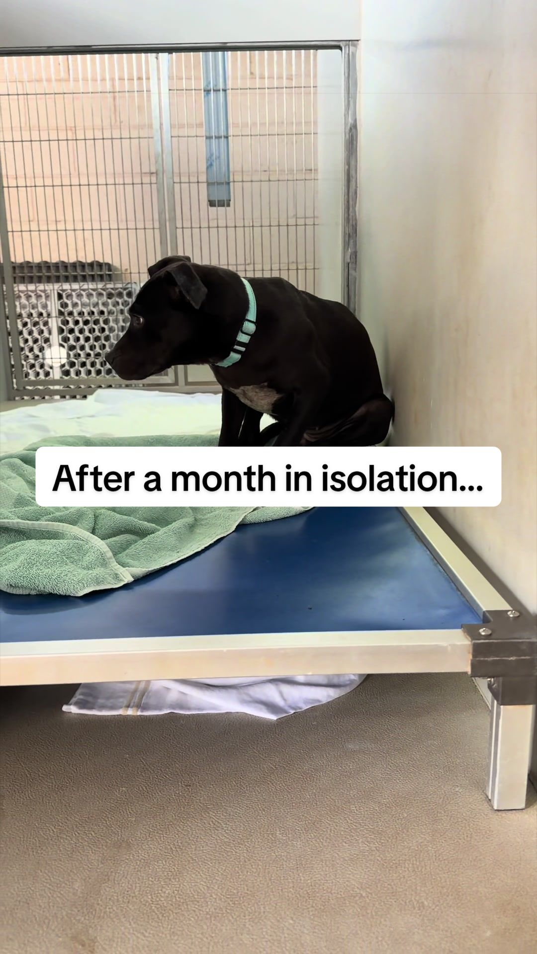 @Cassondra | Maui Shelter Dogs