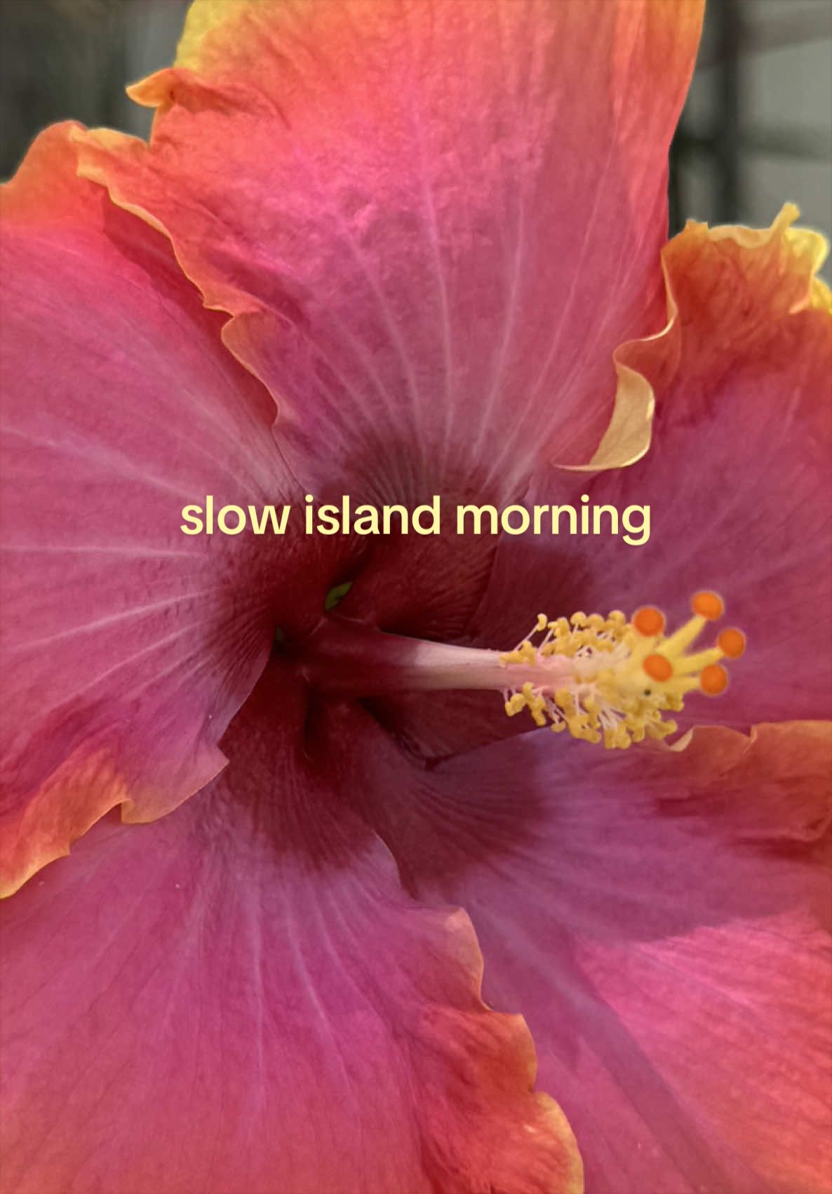 @abby | island mom 🌺