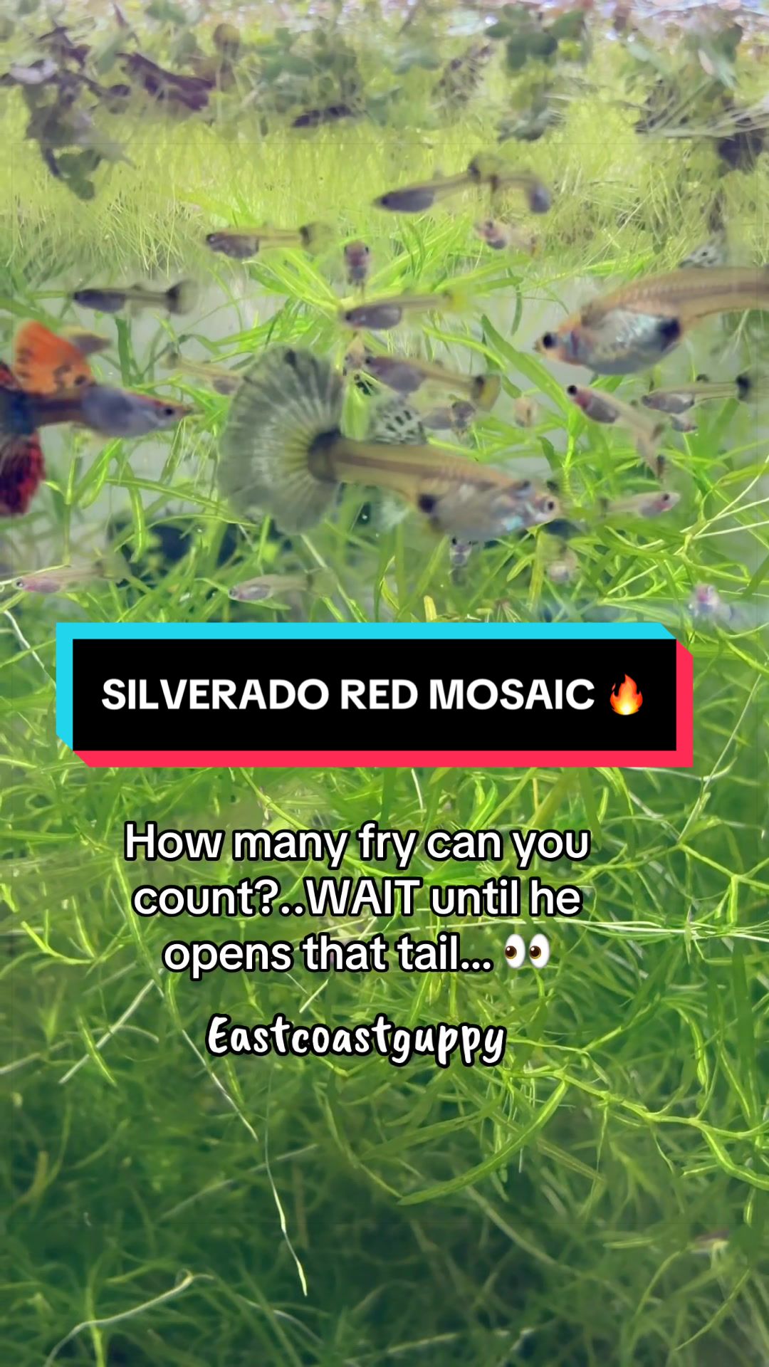@eastcoastguppy