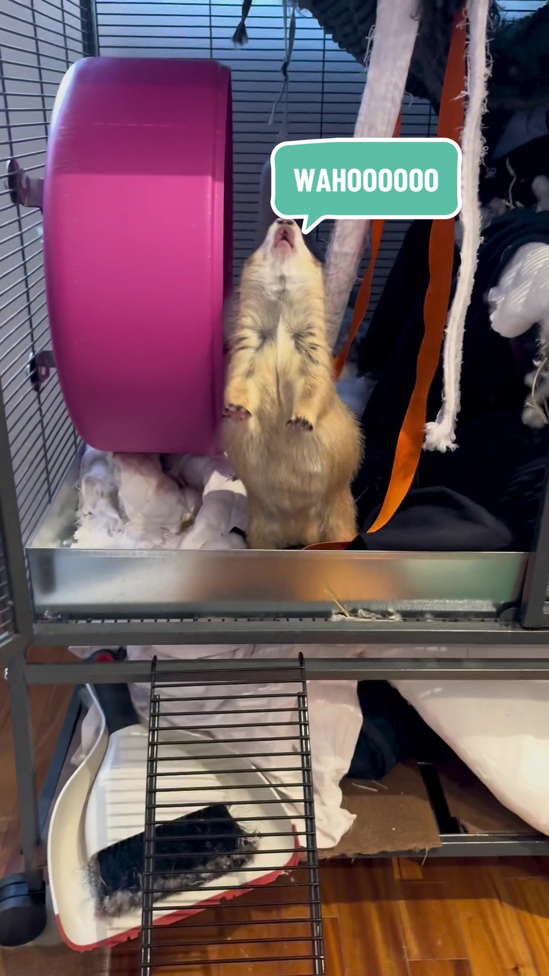 @Poppy the Prairie Dog