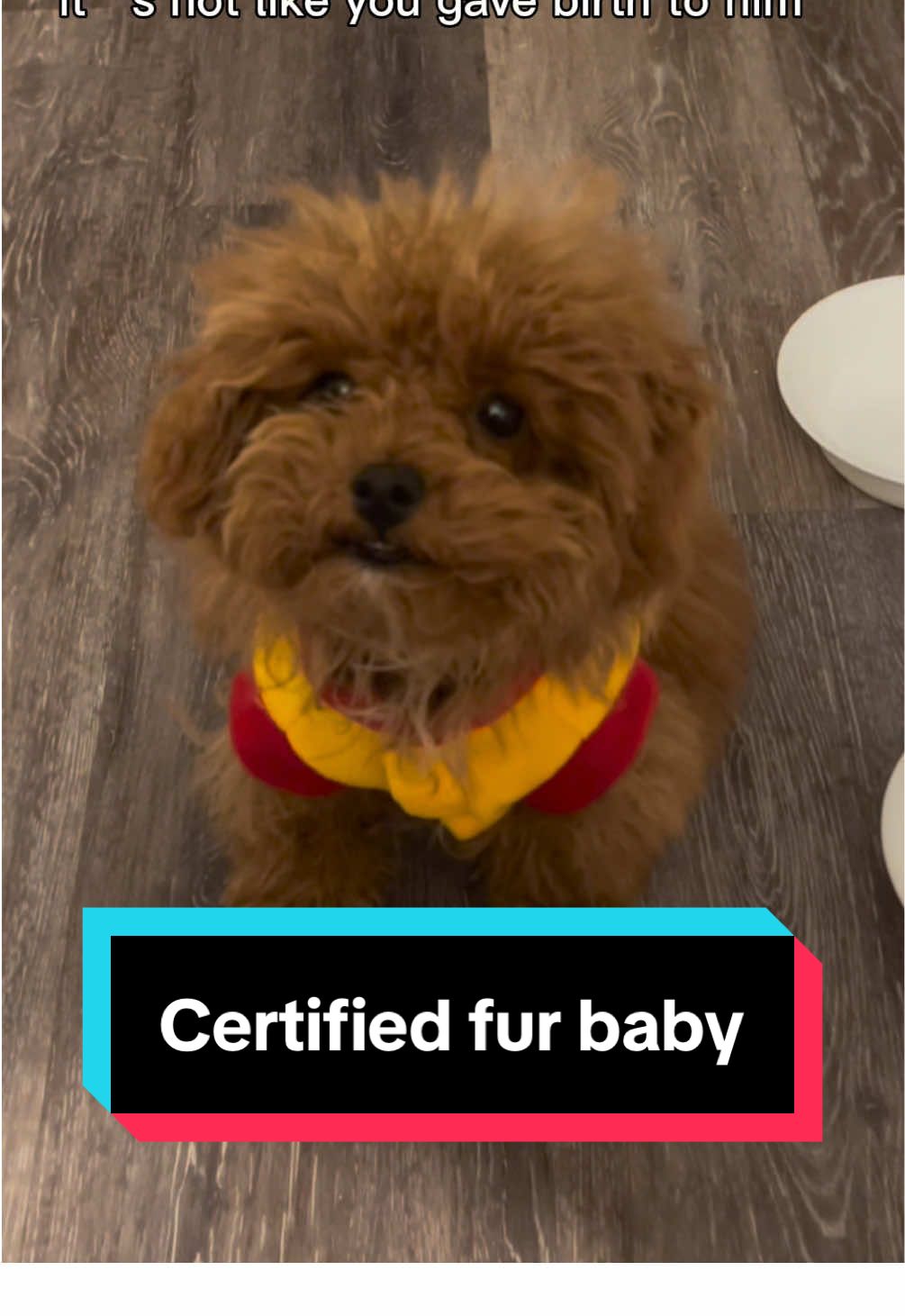 @Gizmo🧸