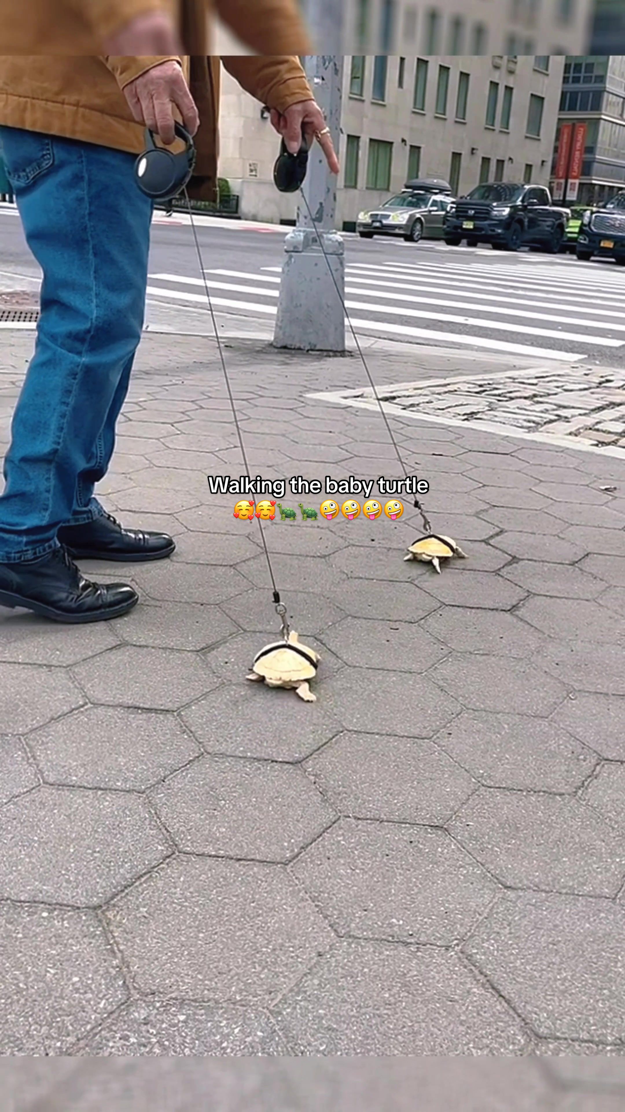 @Mr. Turtle