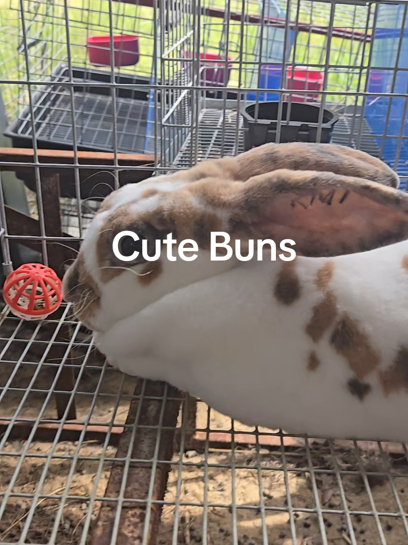 @Hidden Home Rabbitry