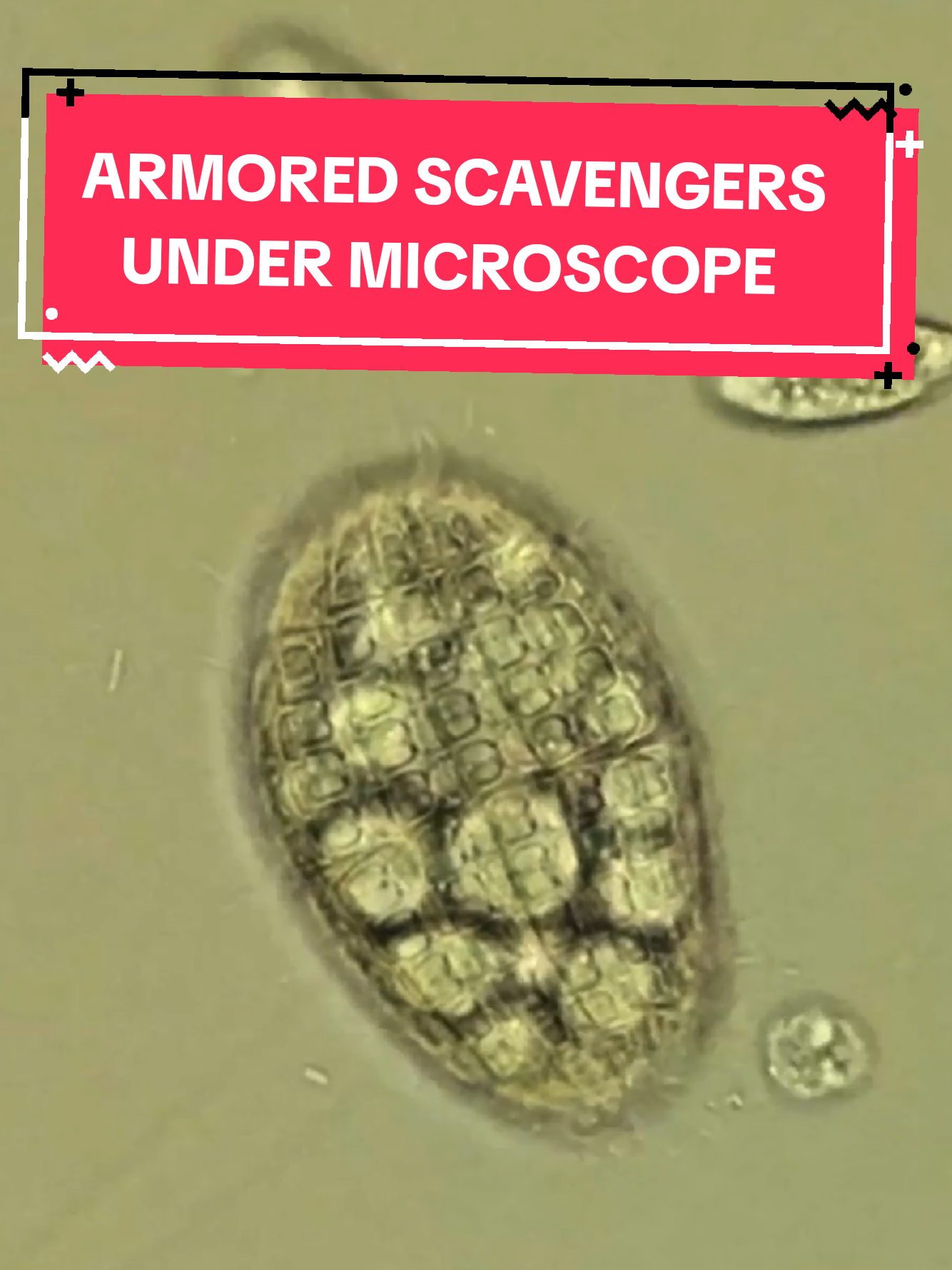 @Micro Man