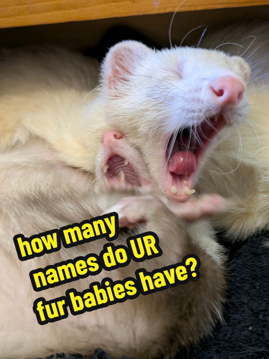 @Chaos Critters