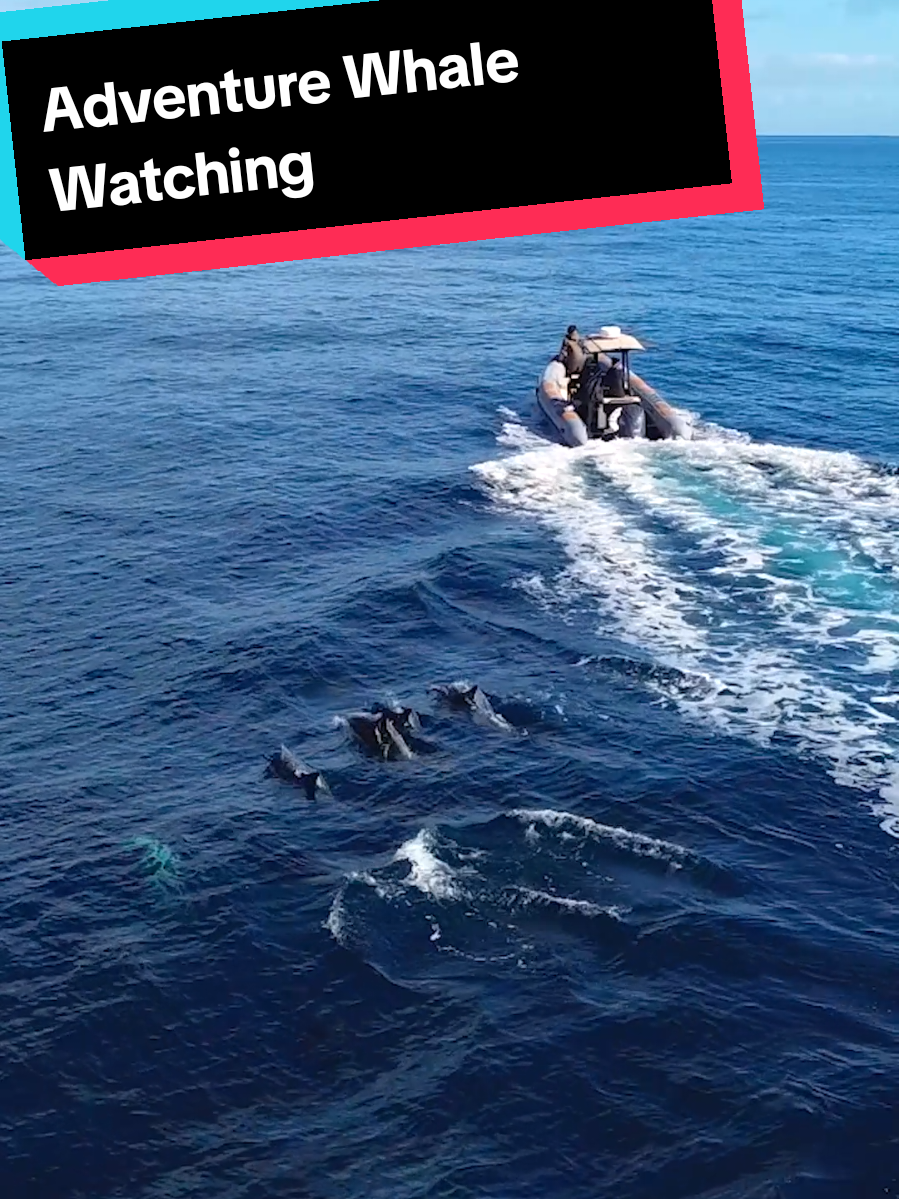 @Adventure Whale Watching