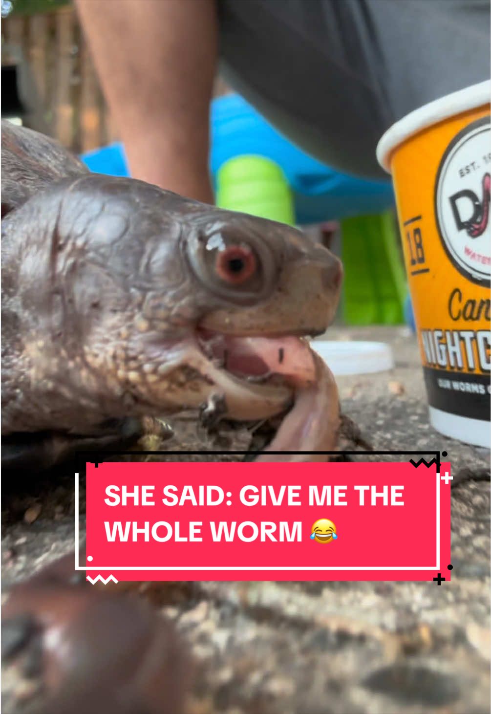 @Eastern Box Turtle