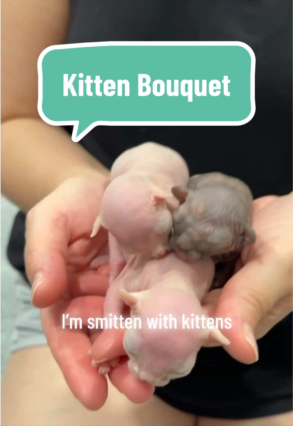 @Boba&rsquo;s Buds Minskin Cats