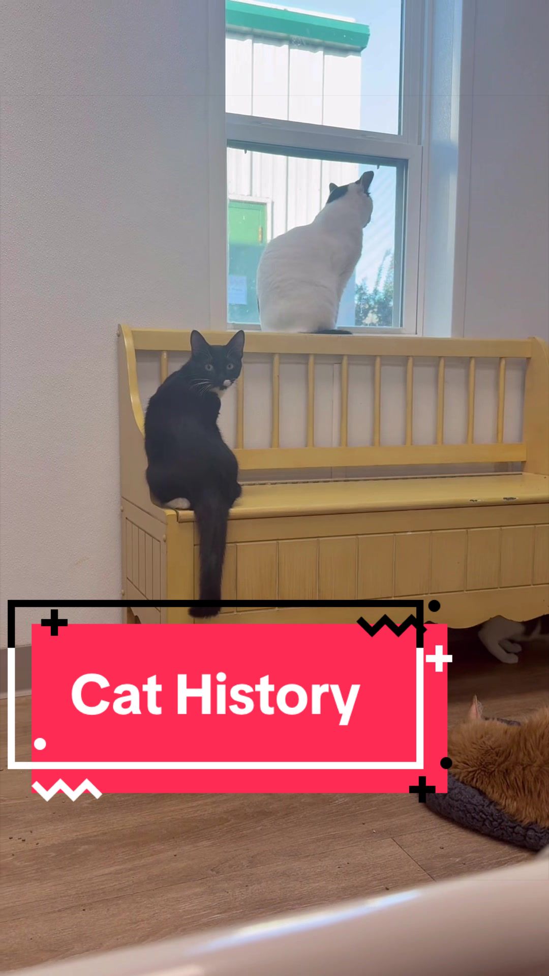 @The Cattery