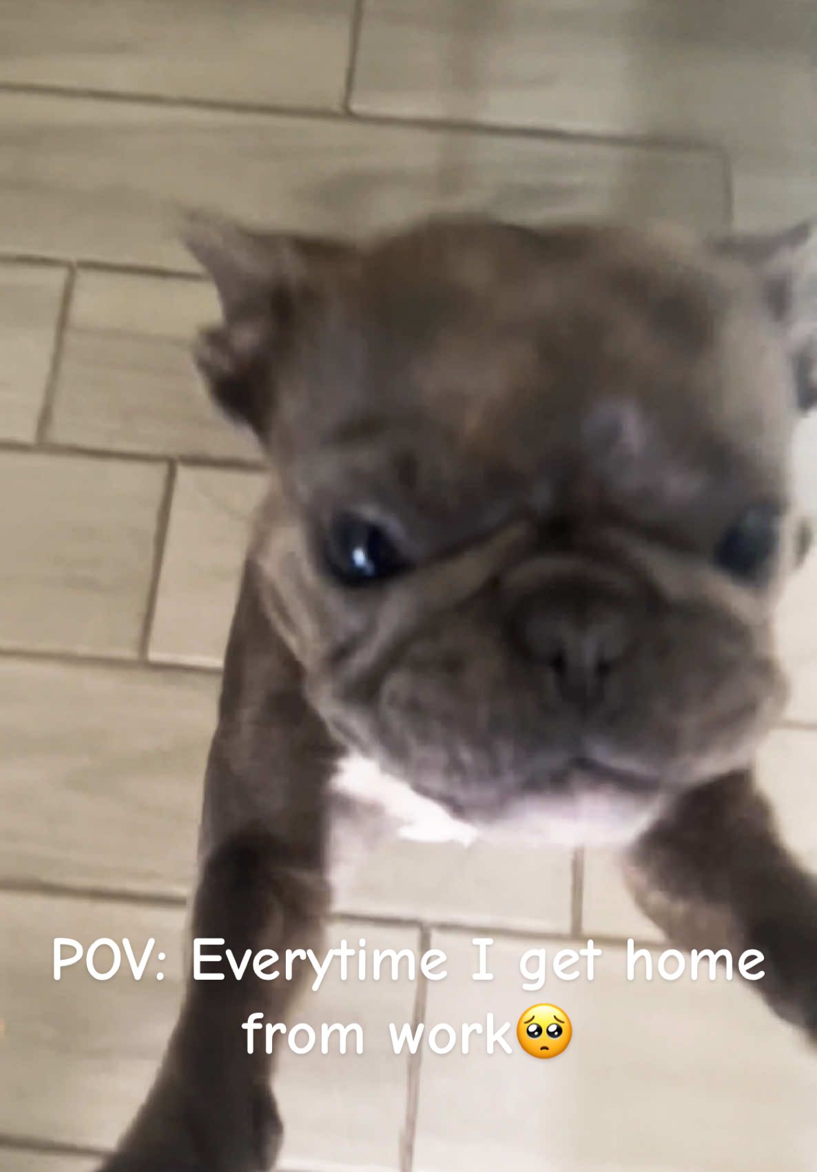 @blueythe405frenchie