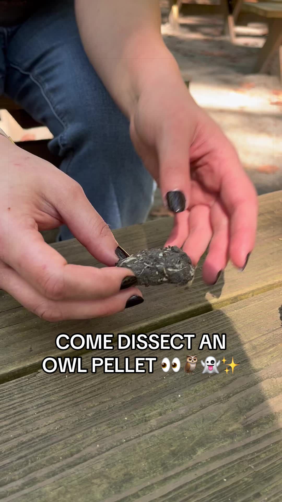 @Carolina Raptor Center
